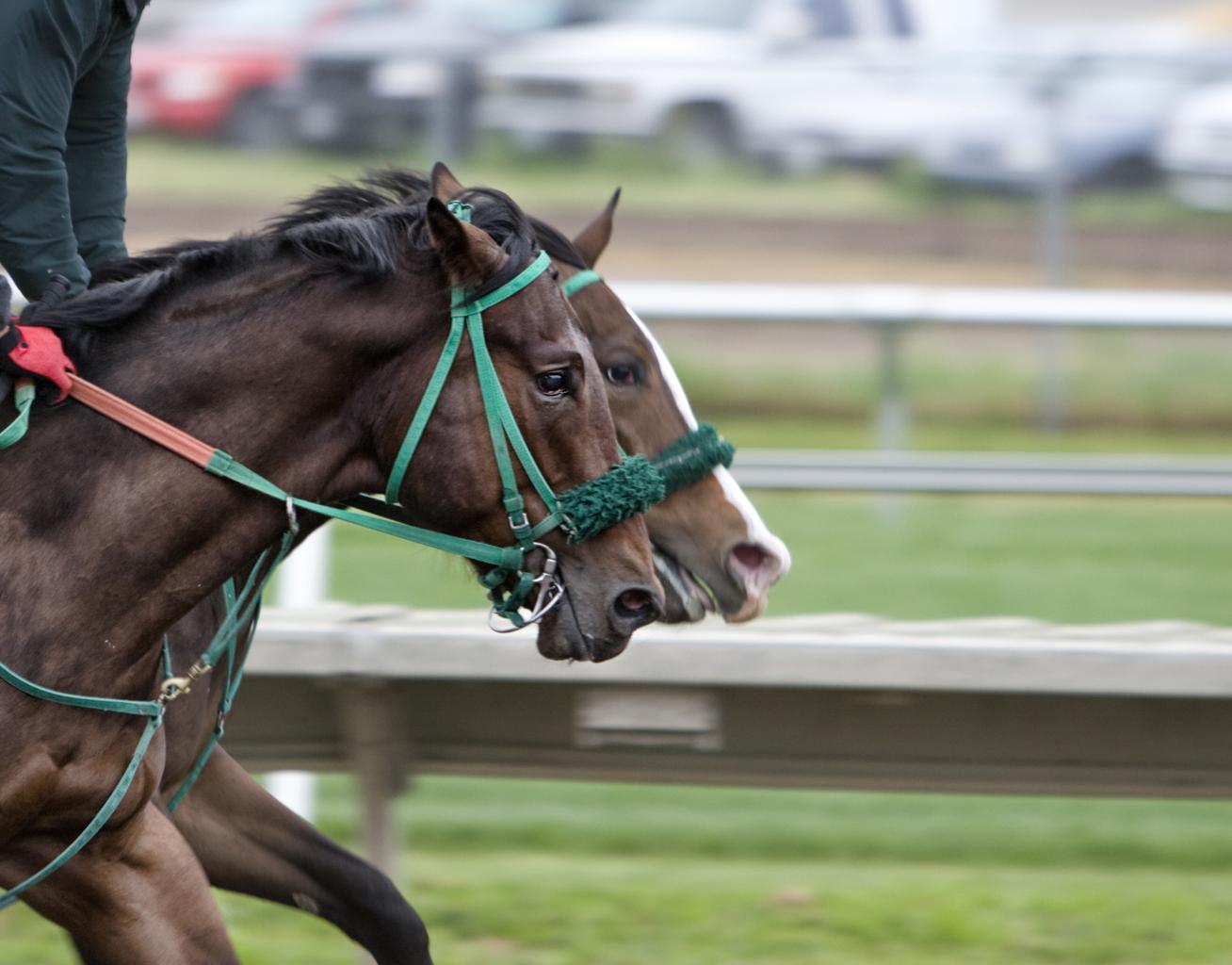 Melbourne Cup: Without a Fight should battle on best