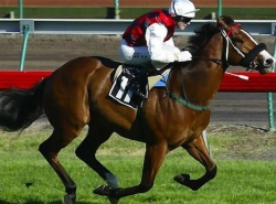 Bet on The Blue Diamond Stakes