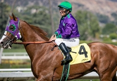 California Chrome And Other Stars Targeting 2016 Return to Action