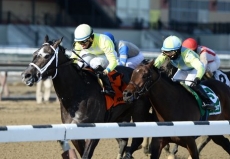 Class Test For Undefeated Shagaf in $400,000 Gotham Stakes